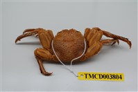 藏品(鱗形斜紋蟹)的圖片